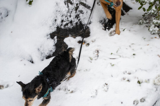 Two Dogs Exploring Snow Covered Forest Trail by Mossy Boulders