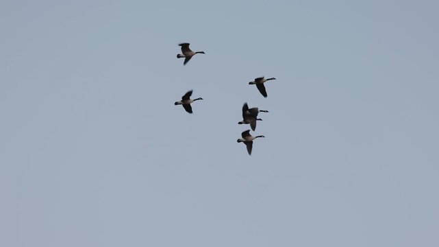 Flock of Canada geese flying in slow motion