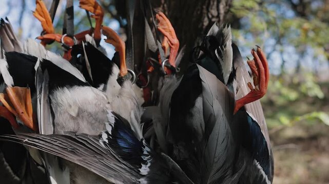 Close-up detail of mallard duck feet and feathers