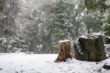 Tree Stump and Large Boulder Covered in Snow in Serene Winter Forest Landscape © kharzey