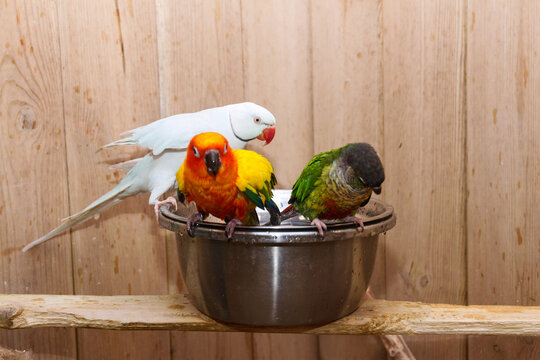 Sun conure and parakeet parrots splashing in a steel water bowl. Pets