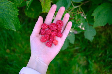 Woman holding a handful of freshly picked ripe red raspberries from a garden, seasonal berry harvest and organic homegrown fruit © Valeryia