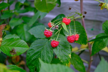 Ripe red raspberries growing on a bush, fresh late season berries in a summer garden © Valeryia