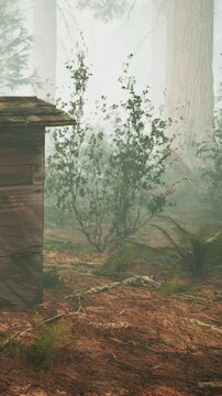 A wooden structure is placed in a foggy forest setting. Trees and bushes surround the area. The ground is covered in leaves and plants. The atmosphere looks humid and mysterious.