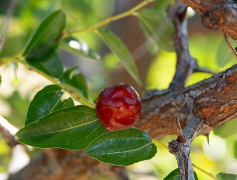 Ripe Jujube (Ziziphus jujuba) Berries Growing on a Tree in Greece