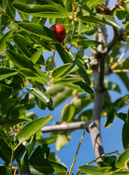 Ripe Jujube (Ziziphus jujuba) Berries Growing on a Tree in Greece
