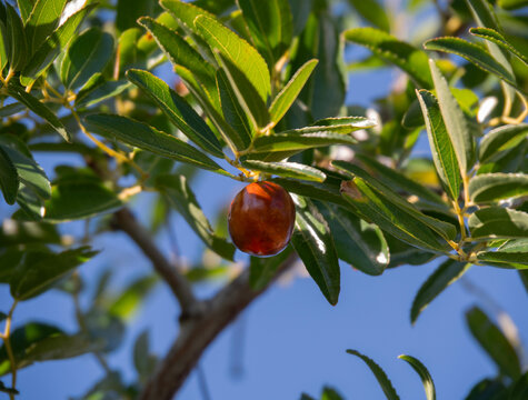Ripe Jujube (Ziziphus jujuba) Berries Growing on a Tree in Greece