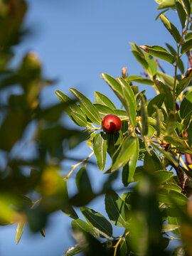 Ripe Jujube (Ziziphus jujuba) Berries Growing on a Tree in Greece