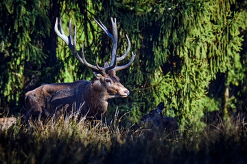 Rothirsch ( Cervus elaphus ). © Michael