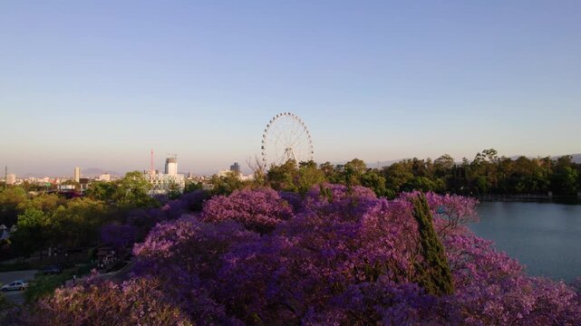 Aerial view of Bosque de Chapultepec with purple jacaranda trees, a lake, and a Ferris wheel in the background in Mexico City, Mexico City, Mexico.