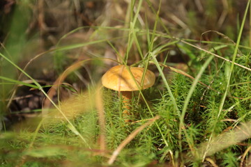 mushroom in the forest © алексей семиколенных