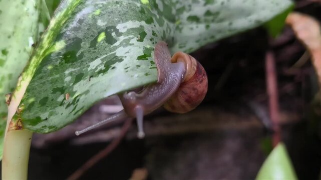 Macro video of a garden snail moving downwards on a speckled green variegated leaf with focus on its body and shell.