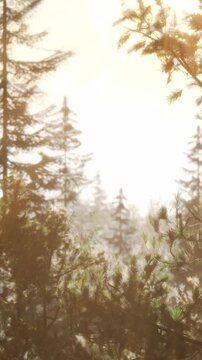 Sunlight filters through the branches of tall trees in a forest. It is morning and the scene is bright, with light illuminating the surroundings and creating a natural atmosphere.