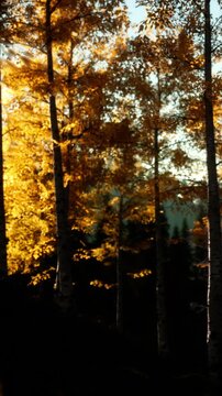 Golden leaves fill the trees in a forest during autumn. The light shines through the branches, creating a warm effect. The dark background adds depth to the scene.