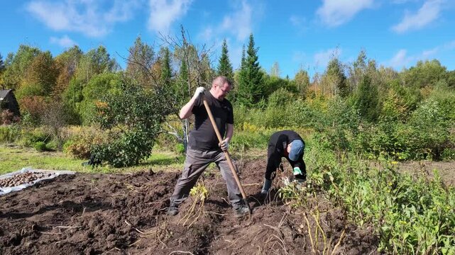 Farmers (a teenage boy and his uncle) harvest potatoes together in their garden in the countryside on a sunny autumn day