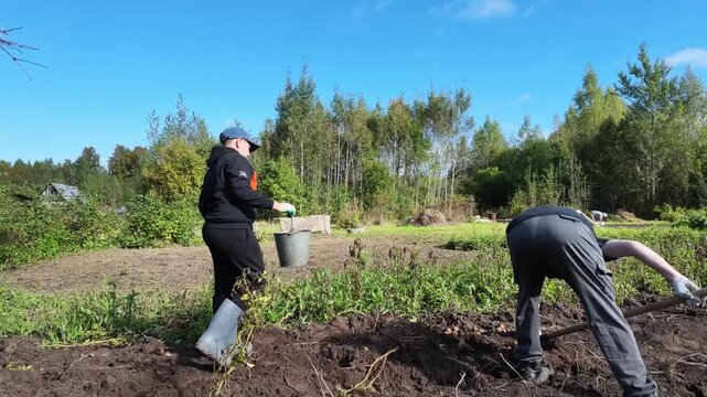 A teenage boy and his uncle harvest potatoes in their garden in the countryside on a sunny autumn day.