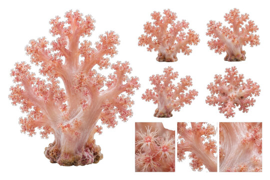 PNG coral tree collection with pink branching forms on a transparent background.