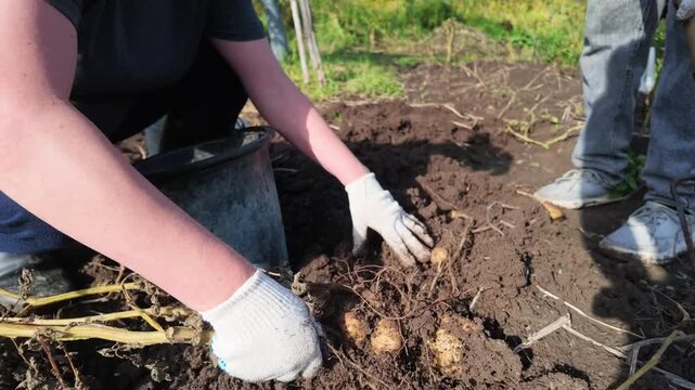 A family are harvesting potatoes at a field in a rural area in a sunny autumn day. Farmers of different ages dig up potatoes and gather them into buckets