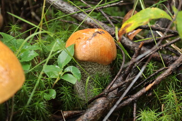 boletus mushroom in green moss in the summer forest © алексей семиколенных