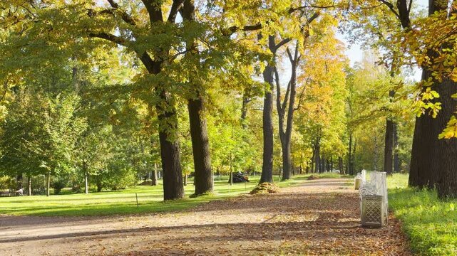 Tall autumn trees line a scenic pathway in Catherine Park, Pushkin, Saint Petersburg. Warm sunlight filters through golden foliage, evoking deep peace and joy.