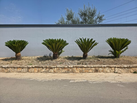 Decorative sago palm plants along a stone wall in Monopoli, Puglia, Italy