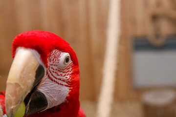 Close up portrait of a red scarlet macaw parrot eating a green grape. Pets © Four_Lakes