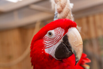 High angle portrait of a red scarlet macaw parrot looking up. Pets © Four_Lakes