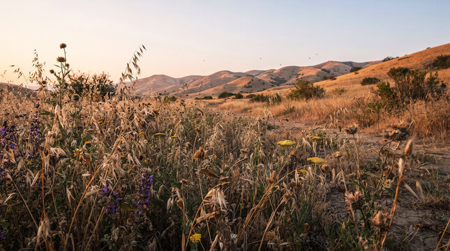 Unusual ground-level landscape view through seed heads and hardy wildflowers in a dry grassland, distant golden hills under pale summer sky.