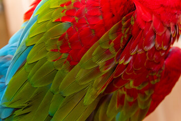 Full frame texture background of red green and blue macaw feathers. Background © Four_Lakes
