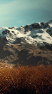 The scene shows a wide view of mountains in the background. Golden grass fills the foreground under a clear sky. Snow covers the mountain peaks, giving contrast to the landscape.