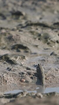 The mudskipper or Oxudercinae mud jumper, sitting in a puddle on on Qeshm Island, Iran, in the Persian Gulf, is an amazing amphibious fish that is able to move on land and breathe the atmospheric air.
