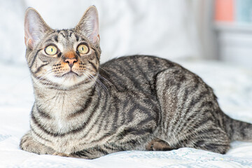 portrait of a cat © Ashley