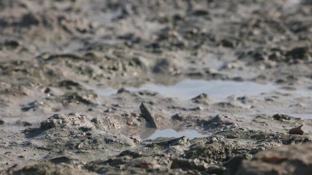The mudskipper or Oxudercinae mud jumper, sitting in a puddle on on Qeshm Island, Iran, in the Persian Gulf, is an amazing amphibious fish that is able to move on land and breathe the atmospheric air.