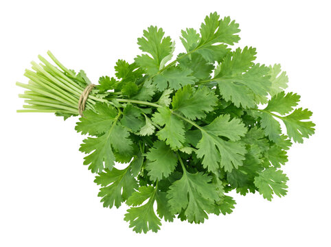 Fresh Green Coriander Leaves Tied with String