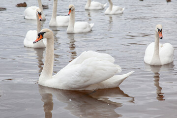 Mute Swan Swimming Among a Flock on a Calm Lake © Alla