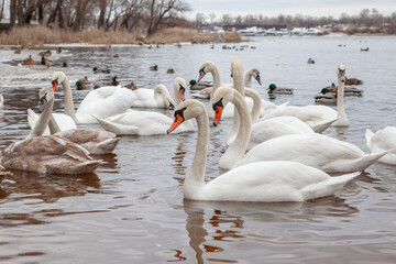 swans on the lake © Alla