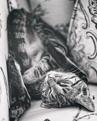 cat sleeping on a chair © Ashley