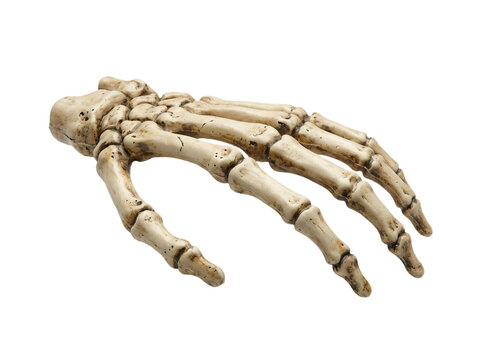 Human skeleton hand model in natural bone texture isolated on transparent background for medical education and anatomical study or scientific illustration use.