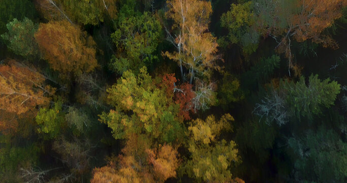 Aerial view of a dense forest canopy displaying vibrant autumn colors with shades of yellow, orange, and green leaves in Latvia.