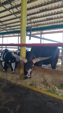 Large ankole watusi bull with big horns eating hay inside farm stable