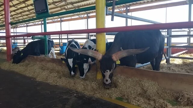 Cows and ankole watusi bull eating hay from trough inside farm stable video footage