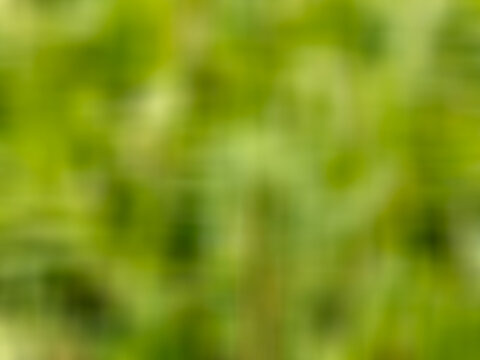 abstract natural  blurry background 