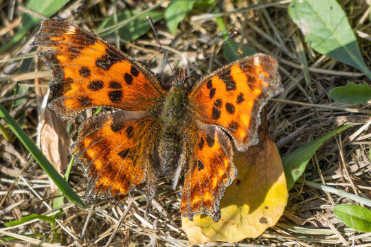 Comma Butterfly Foraging on the Ground