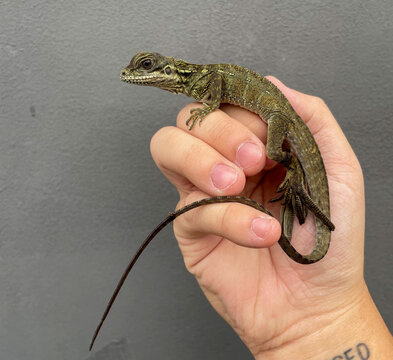 A baby Hydrosaurus Sailfin Dragon lizard in hand, also known as the Sailfin Dragon.