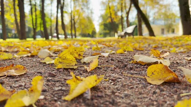 Golden leaves scatter across the ground. This peaceful view inspires calm and deep nostalgia in Catherine Park, Pushkin, Saint Petersburg.