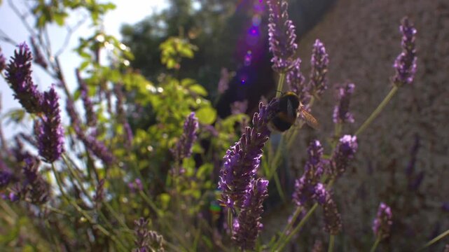 Bumble bee climbing on lavender flower for nectar