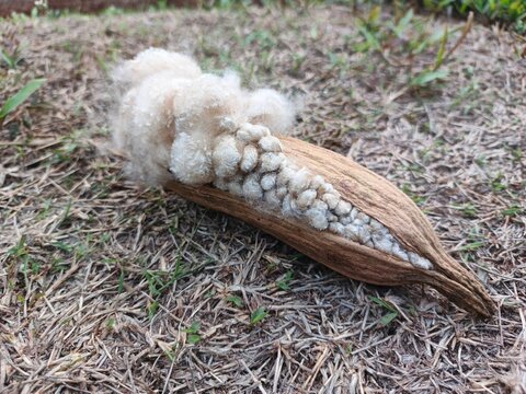 Ceiba Pentandra Kapok Fruit Pod Bursting with Fluffy Fiber