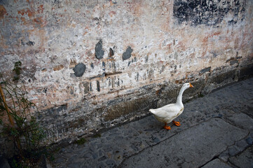 White Goose Walking Along Weathered Wall on Stone Lane © DangThi