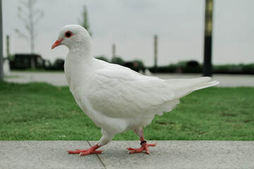 Obraz premium White Pigeon Standing On Stone Pavement Outdoors