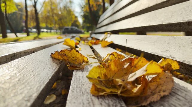 Golden autumn leaves lie softly on a white wooden bench. Warm sunlight illuminates the quiet alley. Feel nostalgic peace at Catherine Park, Pushkin, Saint Petersburg.